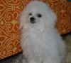 Cane starnutisce: cosa fare quando capita? cane starnutisce