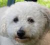 Cane bolognese: una razza canina dalle mille risate cane bolognese