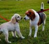 Cane quante volte lavarlo: le giuste indicazioni per Fido cane quante volte lavarlo