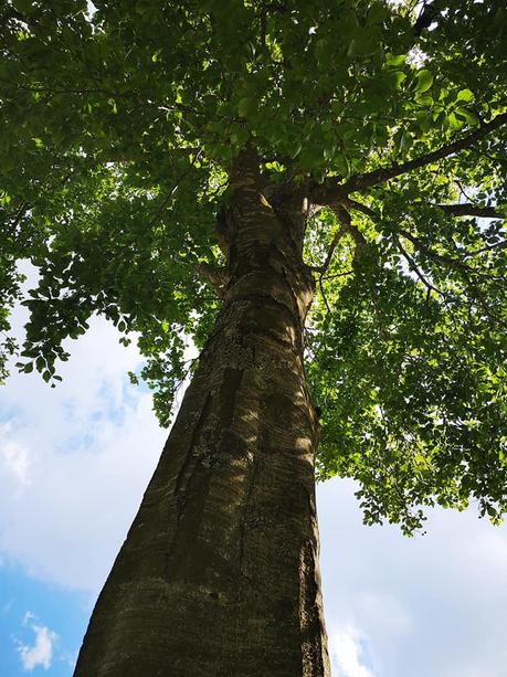 Ti prego, parla tu. L'immagine può contenere: albero, cielo, pianta, nuvola, spazio all'aperto e natura