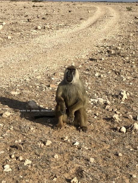 IN GIRO PER… IL KENIA 1945