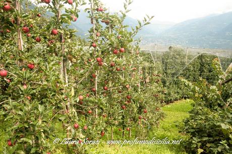Vacanza in Sud-Tirolo per la nostra Estate 2019 Vacanza in Sud-Tirolo per la nostra Estate 2019