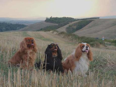 Scendi il cane che lo piscio: DEVOURMENT – Obscene Majesty Scendi il cane che lo piscio: DEVOURMENT – Obscene Majesty