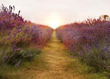 4 Campi Di Lavanda a Londra Dove Poterla Raccogliere | In Piú Tante Idee Per Utilizzarla! 4 Campi Di Lavanda a Londra Dove Poterla Raccogliere | In Piú Tante Idee Per Utilizzarla!