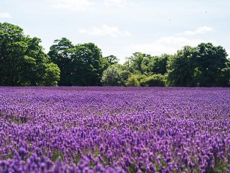 4 Campi Di Lavanda a Londra Dove Poterla Raccogliere | In Piú Tante Idee Per Utilizzarla! 4 Campi Di Lavanda a Londra Dove Poterla Raccogliere | In Piú Tante Idee Per Utilizzarla!