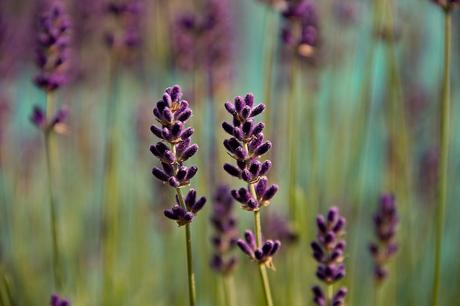 4 Campi Di Lavanda a Londra Dove Poterla Raccogliere | In Piú Tante Idee Per Utilizzarla! 4 Campi Di Lavanda a Londra Dove Poterla Raccogliere | In Piú Tante Idee Per Utilizzarla!