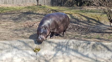 Zoo-safari di Dvur Kralove: un tocco d’Africa alle pendici dei Monti dei Giganti Zoo-safari di Dvur Kralove: un tocco d’Africa alle pendici dei Monti dei Giganti