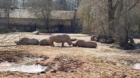 Zoo-safari di Dvur Kralove: un tocco d’Africa alle pendici dei Monti dei Giganti Zoo-safari di Dvur Kralove: un tocco d’Africa alle pendici dei Monti dei Giganti