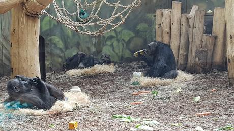 Zoo-safari di Dvur Kralove: un tocco d’Africa alle pendici dei Monti dei Giganti Zoo-safari di Dvur Kralove: un tocco d’Africa alle pendici dei Monti dei Giganti