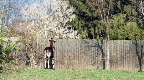 Zoo-safari di Dvur Kralove: un tocco d’Africa alle pendici dei Monti dei Giganti Zoo-safari di Dvur Kralove: un tocco d’Africa alle pendici dei Monti dei Giganti