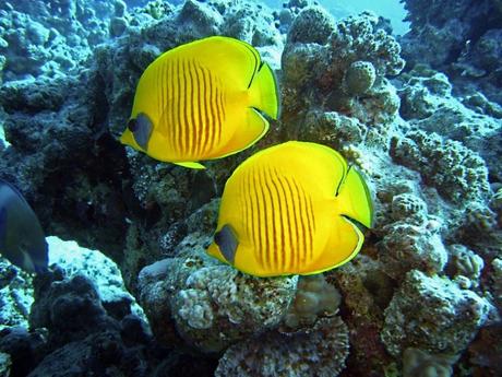 Vacanza All-Inclusive in Egitto: 10 consigli Vacanza All-Inclusive in Egitto: 10 consigli