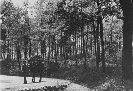 Scene di vita 50 anni fa (e oltre) in Foresta Umbra Scene di vita 50 anni fa (e oltre) in Foresta Umbra