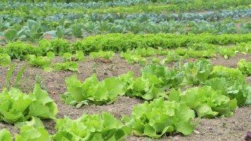 L'Europa sottovaluta la tossicità dei pesticidi pesticidi