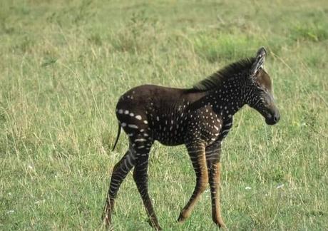 Un cucciolo di zebra a pois Un cucciolo di zebra a pois