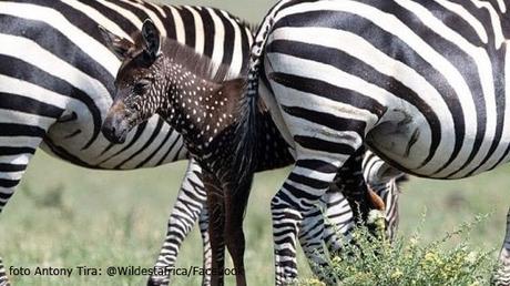 Un cucciolo di zebra a pois Un cucciolo di zebra a pois