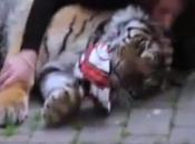 Ministro Michela Brambilla accusata "abuso" animali.