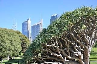 il giardino visitato_ Royal Botanic Garden di Sydney