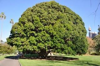 il giardino visitato_ Royal Botanic Garden di Sydney