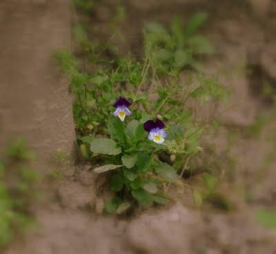 Domenica... di primavera