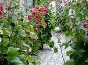 Althea rosea (Malvone)