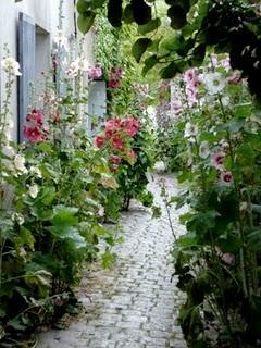 Althea rosea (Malvone)