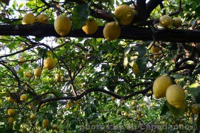 Positano Diwine Food: Una gita a Massa Lubrense