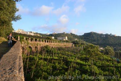 Positano Diwine Food: Una gita a Massa Lubrense