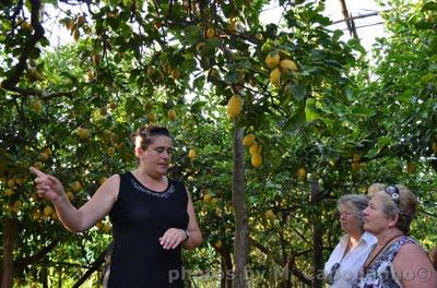 Positano Diwine Food: Una gita a Massa Lubrense