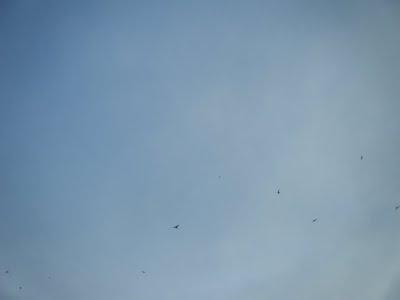 POESIE  IN  VETRINA  :  CHICCHINA