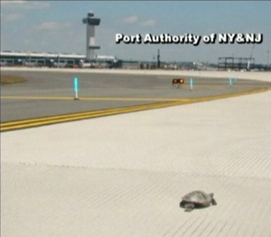 FOTO DEL GIUGNO 30 GIUGNO 2011 : INVASIONE DI TARTARUGHE NELL'AEROPORTO DI NEW YORK