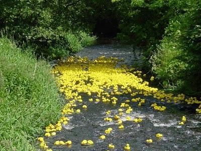 Duck race irlandese