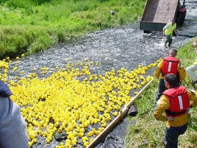 Duck race irlandese