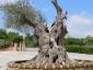 Alberi monumentali, l’olivo di Santa Aquilina a Rimini