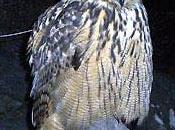 Ultimi gufi....in eliminazione