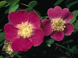 Omnia botanica: olio rosa mosqueta