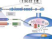 Tutta colpa gene 5-HTTLPR