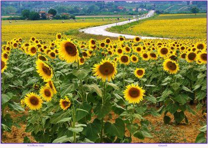 L’AGRICOLTURA E’ GIOVANE