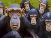 storia delle cinque scimmie