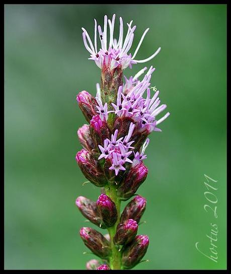 Liatris spicata