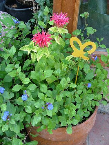 monarda & cerastostigma