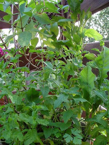 san pietro,monarda, prezzemolo e menta