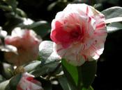 Garden folies!!!!!!
