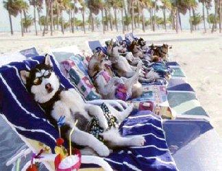 [Petizione] Libero Cane in Libera Spiaggia