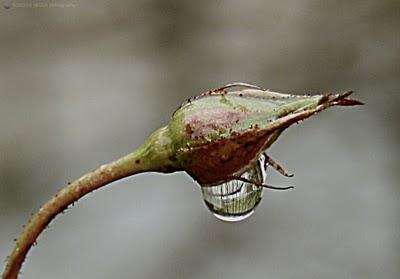 La mia RosaTi nutro a Primavera,Ti disseto in Estate,Ti a...