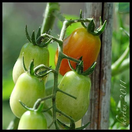 pomodoro