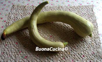 Toh ma che sorpresa! Nell’orto di Roberto ci sono anche  le zucchine “trombetta di Albenga”!!!