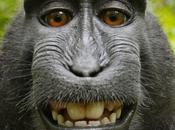 macaco sorridente l'autoscatto...