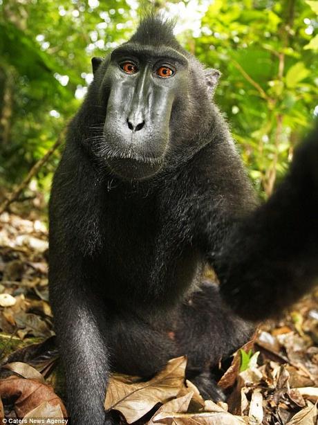 Self-portrait: This critically endangered macaque monkey took his own photographs after grabbing a camera ht had been left lying around 
