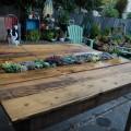 Tavolino con piante grasse