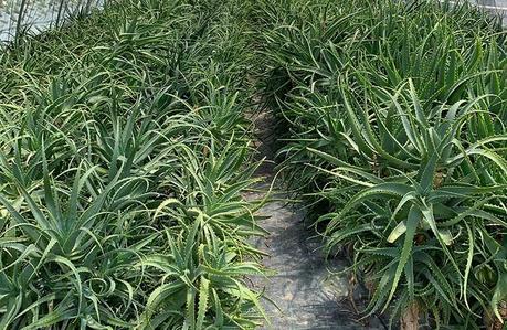 I benefici del succo di Aloe Arborescens I benefici del succo di Aloe Arborescens